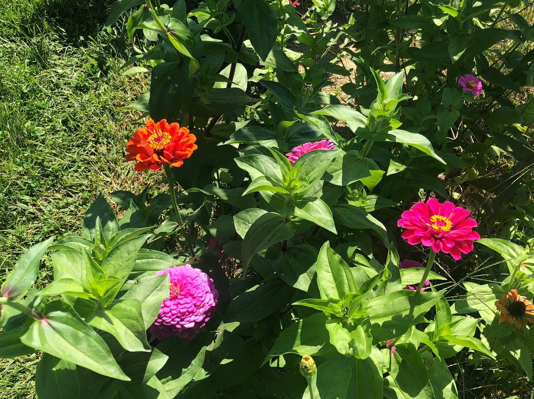 Long Row Lavender-Wright City必去景点