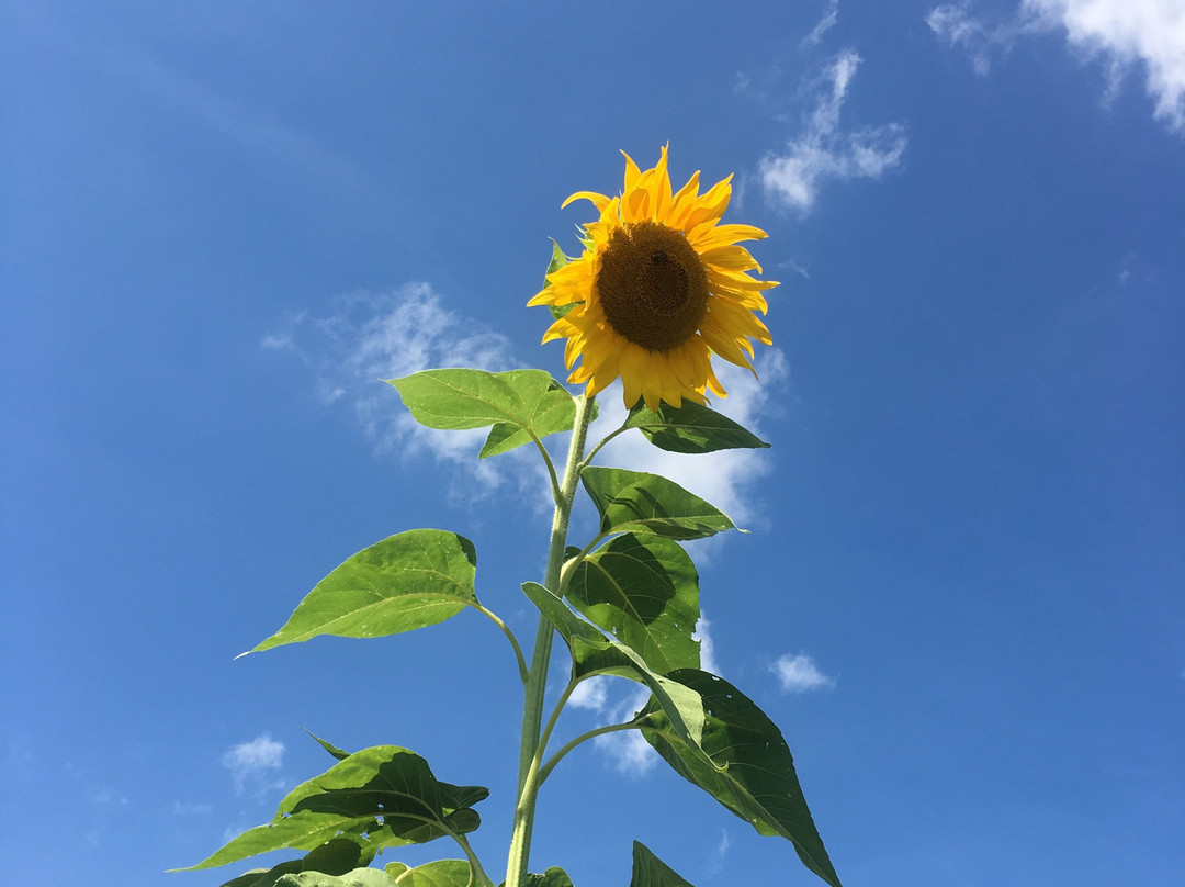 Rosedale Farms & Vineyards-锡姆斯伯里必去景点