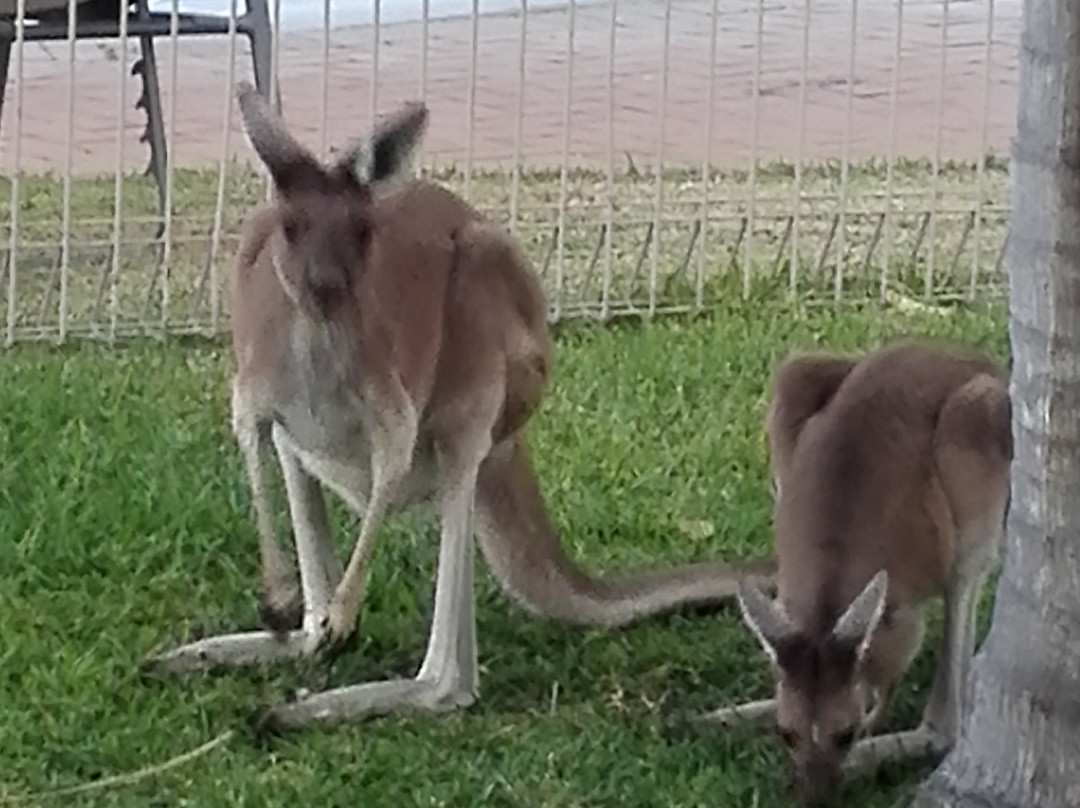 卡尔巴里棕榈度假村主图
