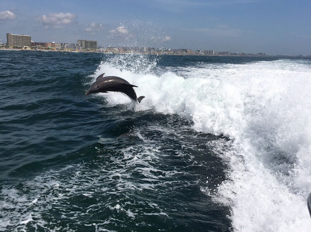 Thundercat Dolphin Watch景点图片