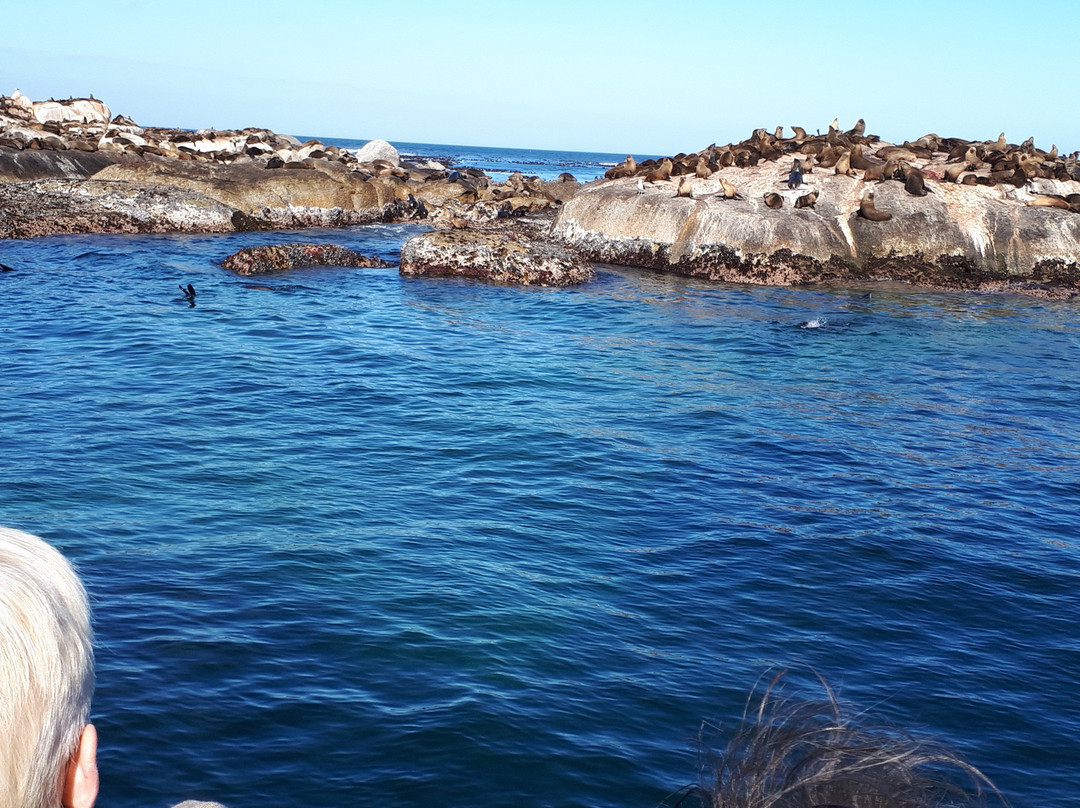 Duiker Island景点图片