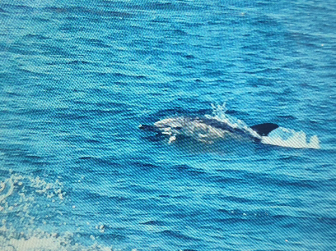 Coast Boat Trips in Cornwall-圣艾维斯必去景点