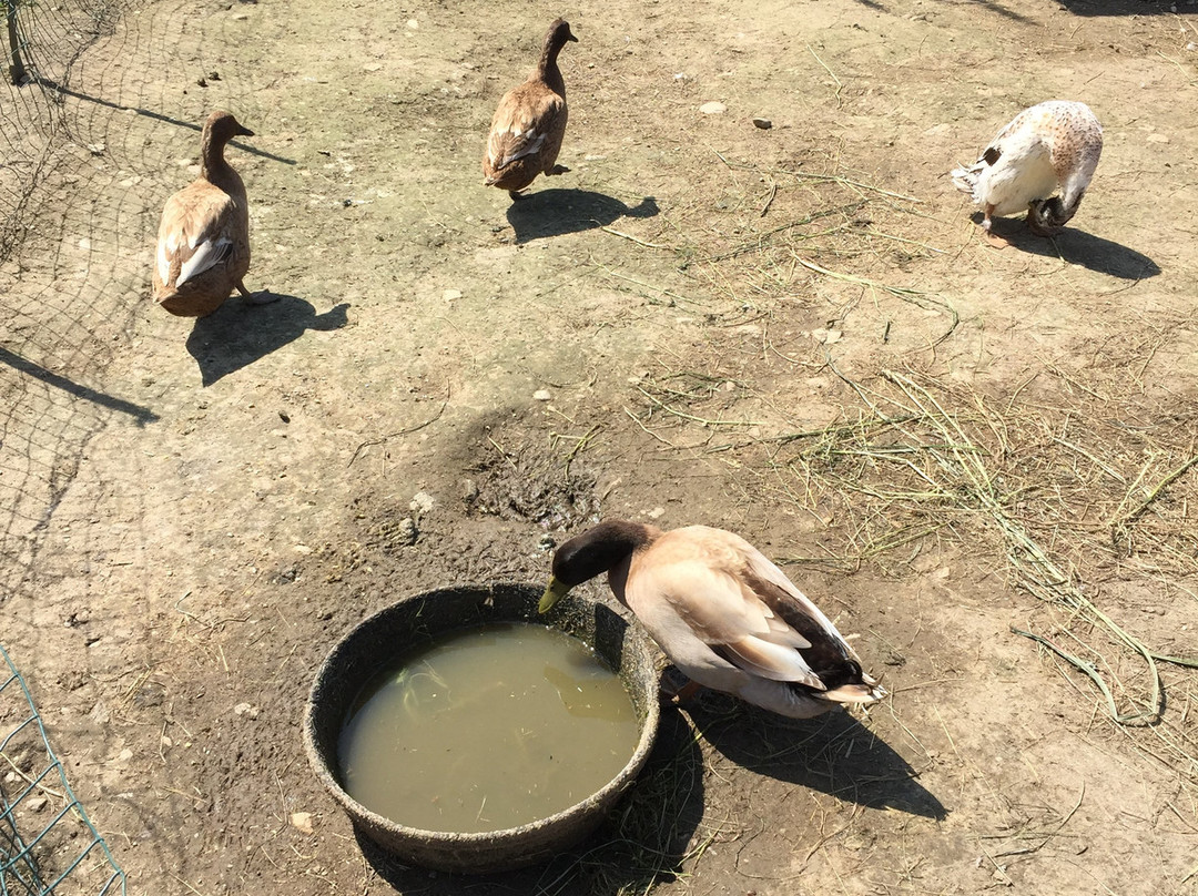 North Meadow Farm-曼彻斯特必去景点