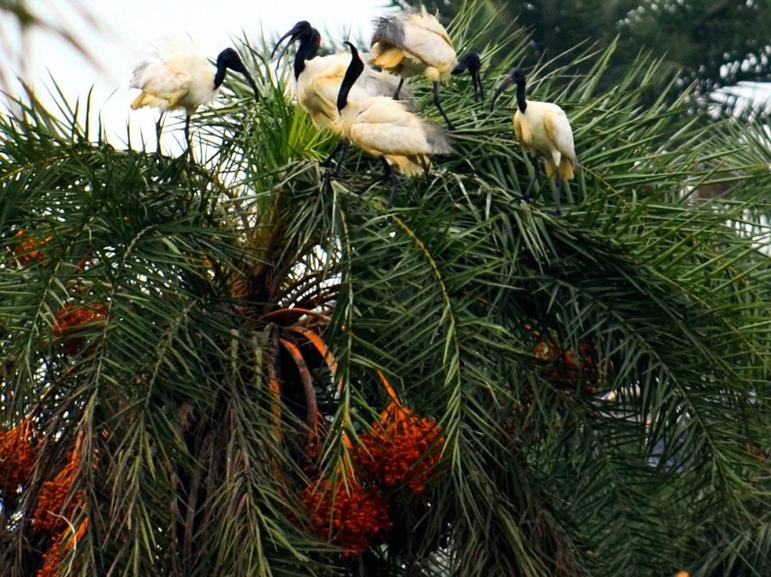 Surajpur Bird Sanctuary景点图片