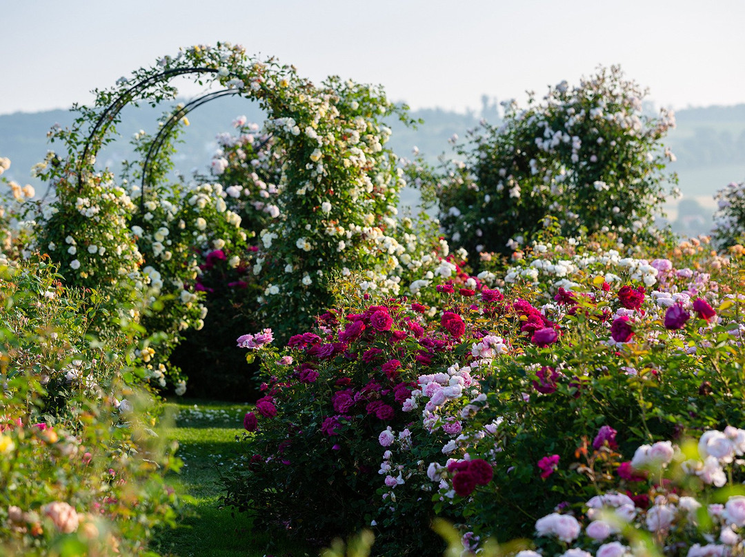 RosenPark Dräger-Bad Nauheim必去景点