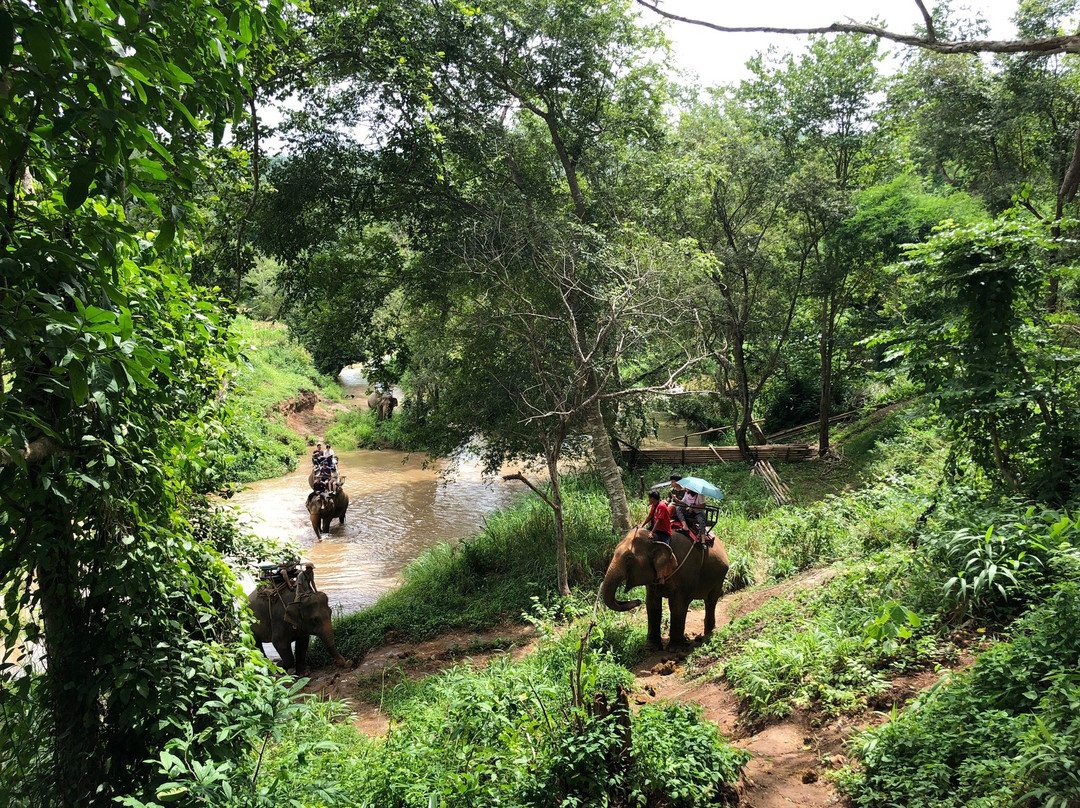 Elephant Keeper Maewang景点图片