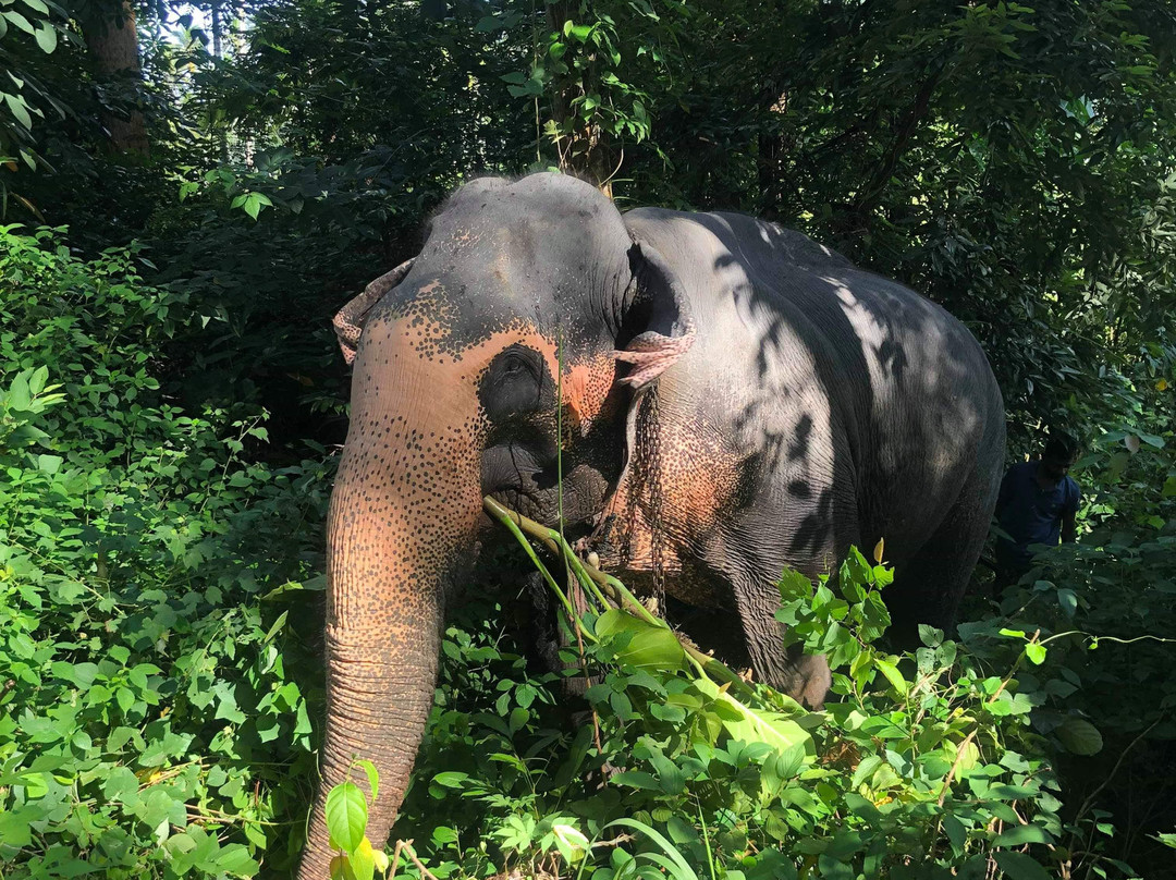 Millennium Elephant Foundation景点图片
