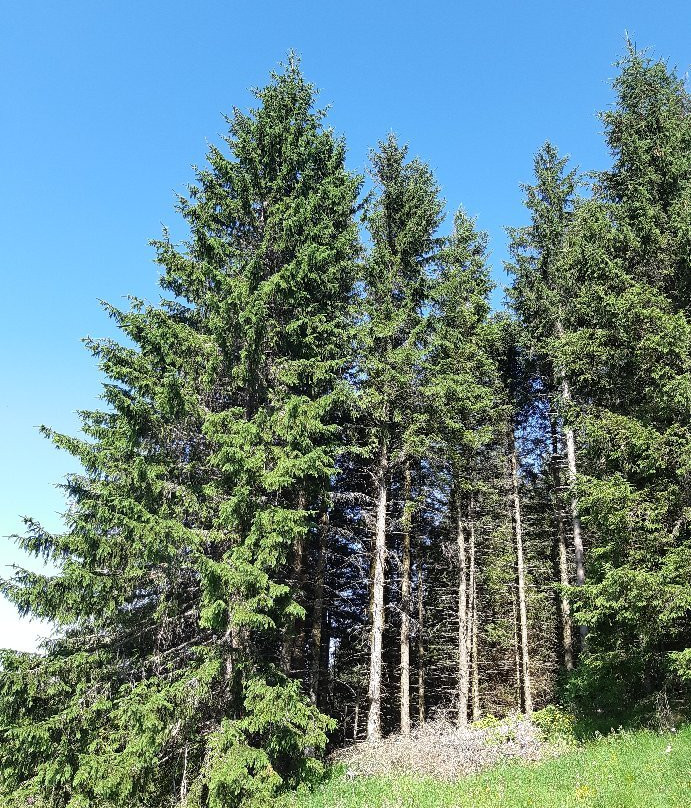 Reserve Naturelle des Sagnes de la Godivelle景点图片