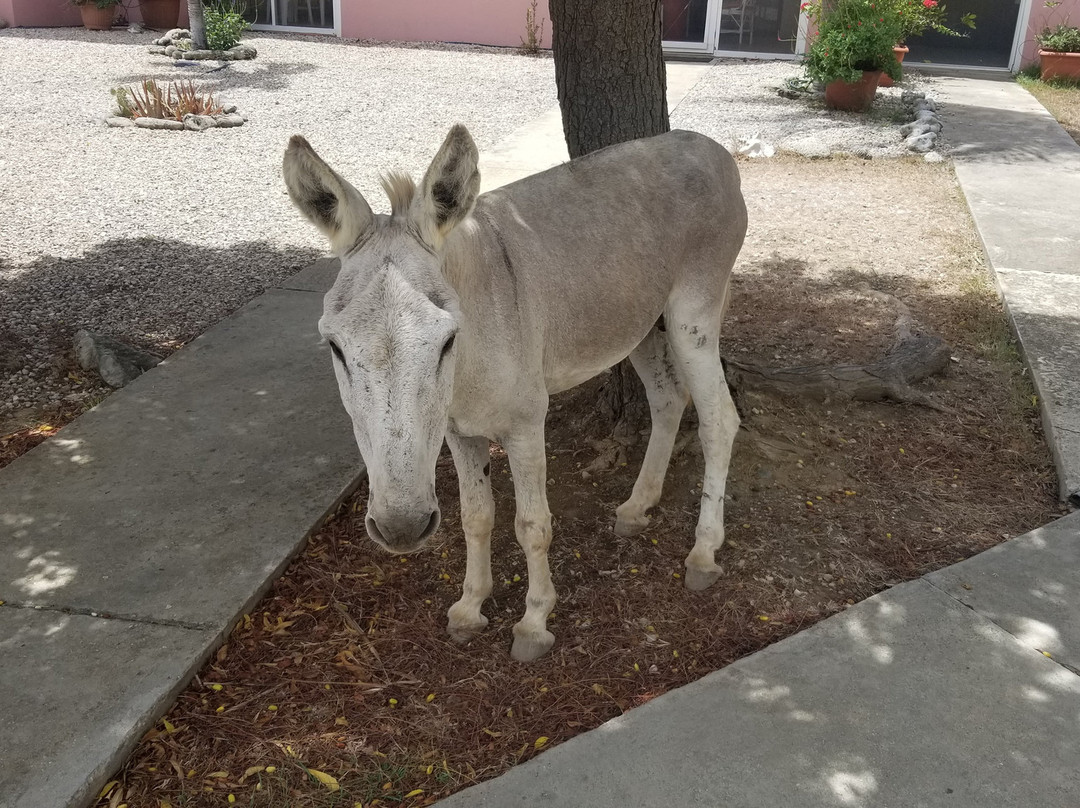 Sand Dollar Bonaire主图