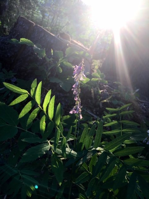 The Perch Resort主图