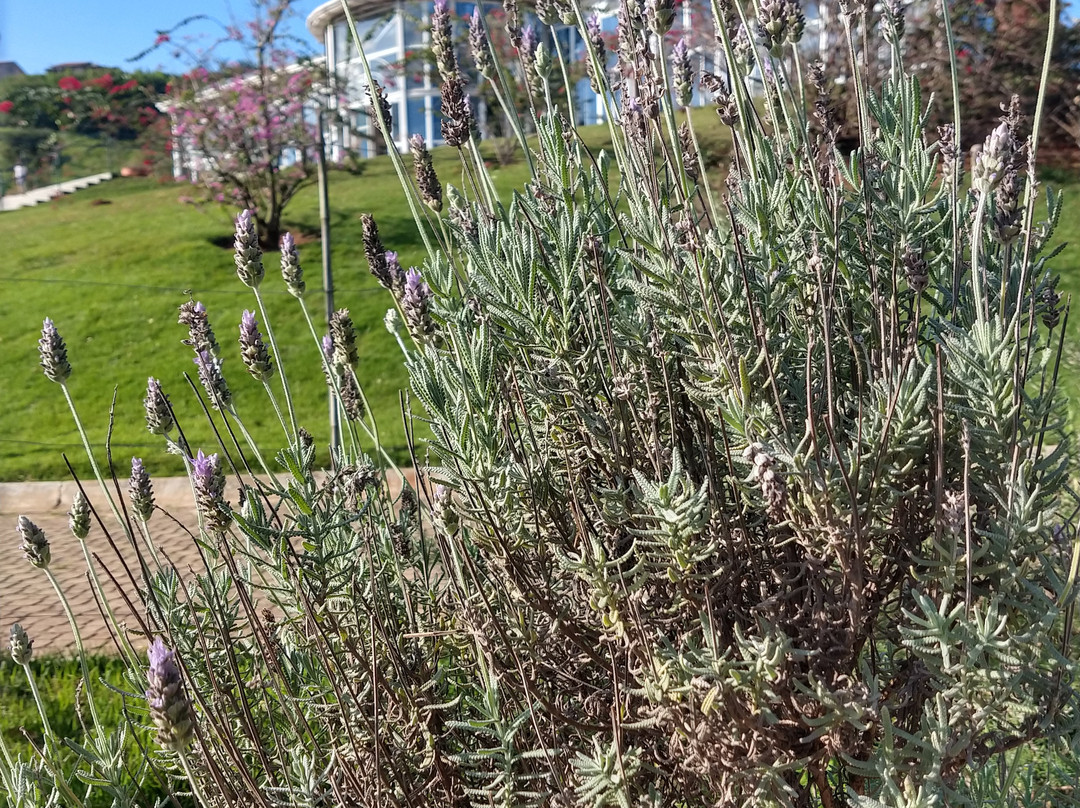 Jardim Botanico Irmaos Vilas Boas-索罗卡巴必去景点