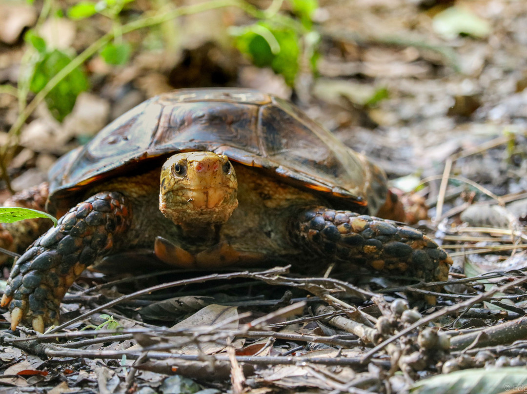 Turtle Conservation Centre景点图片