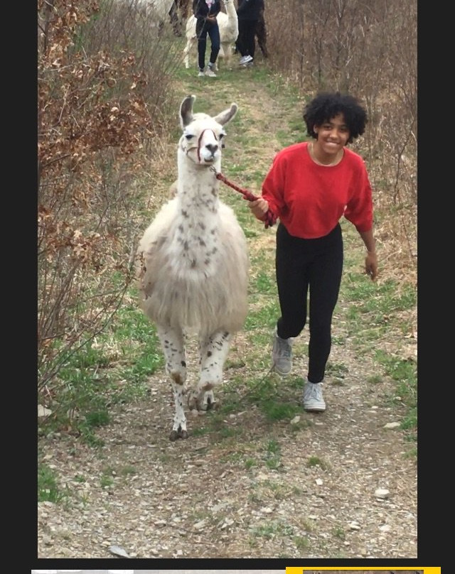 Clover Brooke Farm Llama Alpaca Hikes-海德公园必去景点