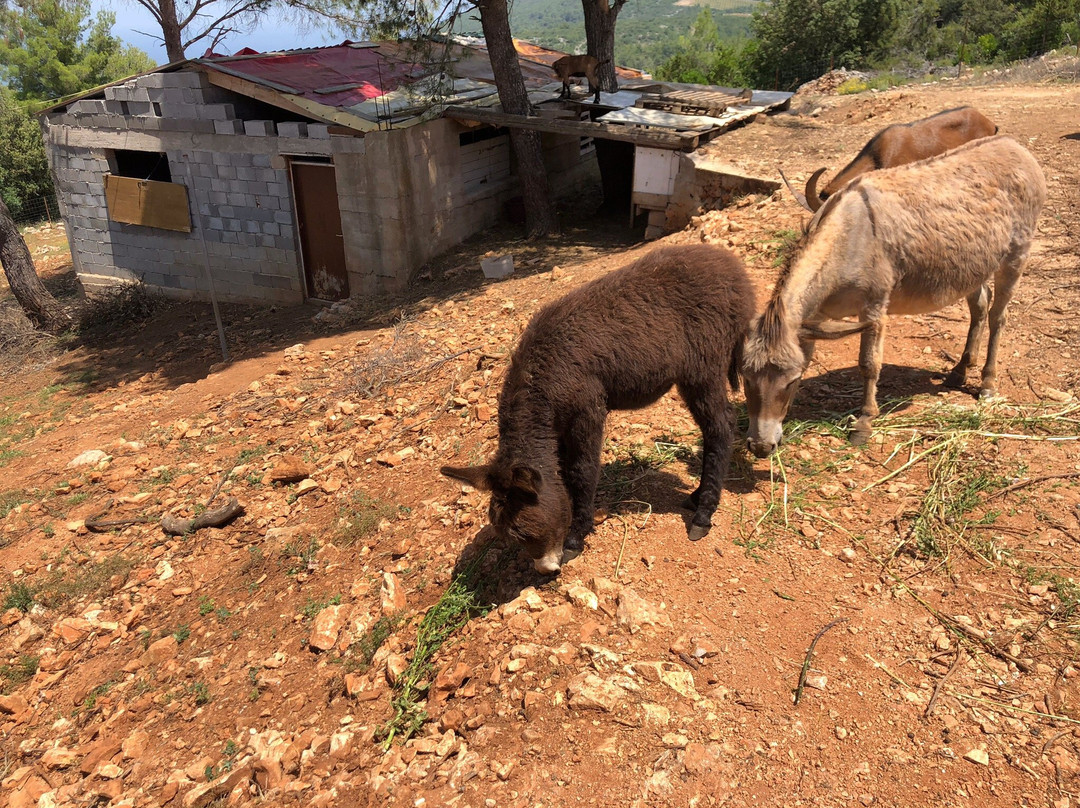 Family Farm Kod Kucera景点图片