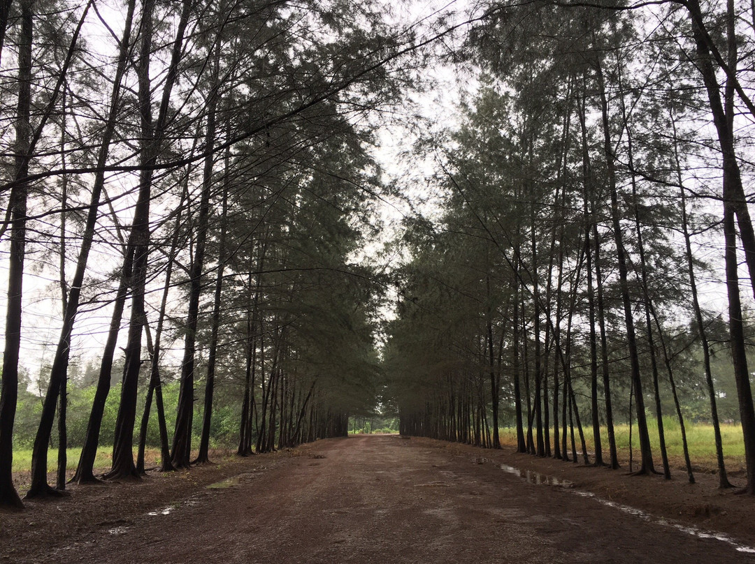 Bangka Botanical Garden (BBG)景点图片