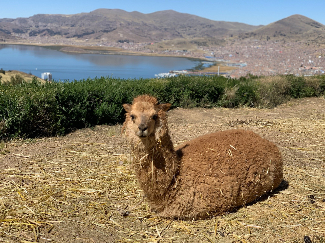 Mirador del Titikaka主图
