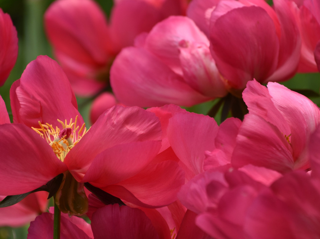 Brooks Gardens Peonies-Brooks必去景点