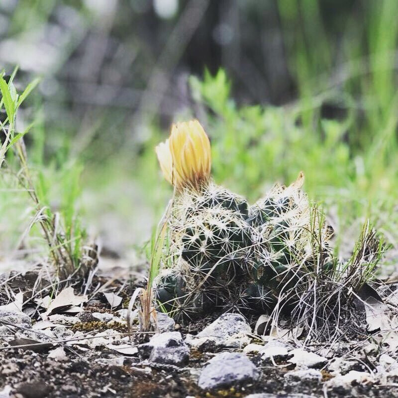 Hill Country State Natural Area-Bandera必去景点