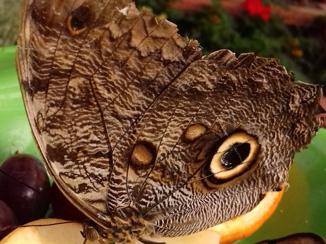 Butterfly World and Fountain World-Wootton必去景点