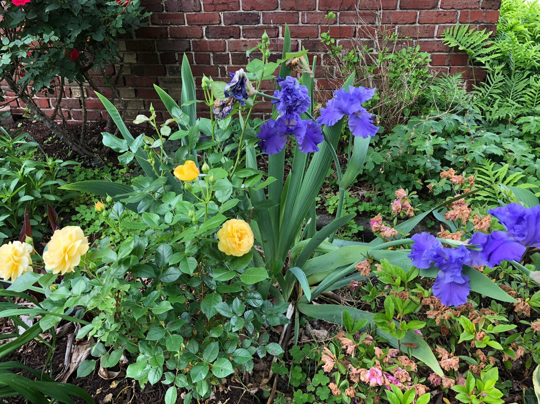 The Cumberland Manor B & B主图