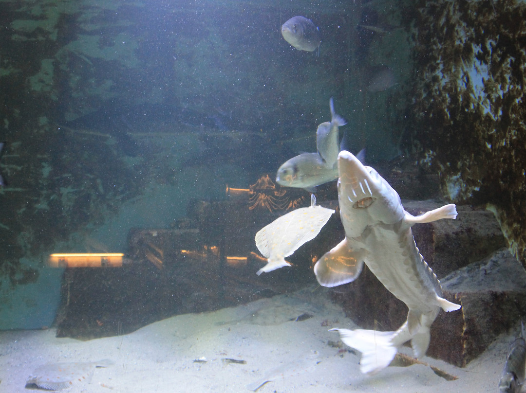 Nordseeaquarium Borkum-Borkum必去景点