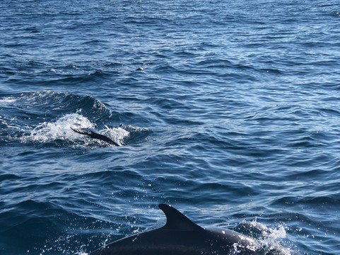 Ready 2 Roll Shuttles-罗托鲁瓦必去景点