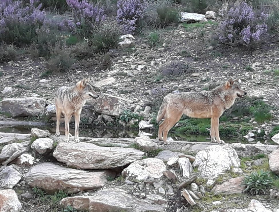 Centro del Lobo Iberico景点图片