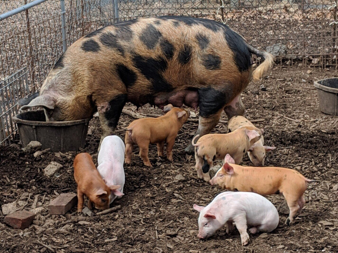 Natick Community Organic Farm-内蒂克必去景点