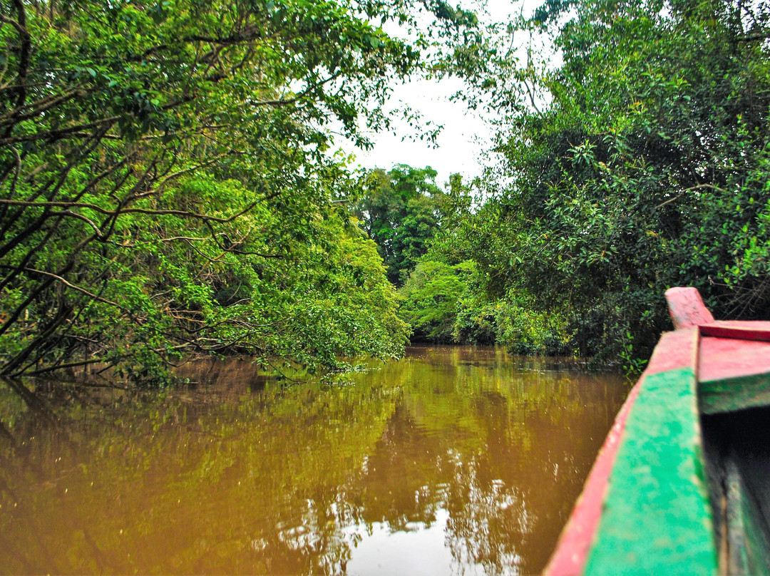 Jungle Tours Amazonas Colombia景点图片