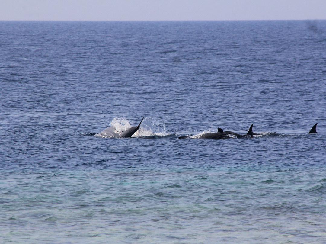 Summer Shade Maldives主图