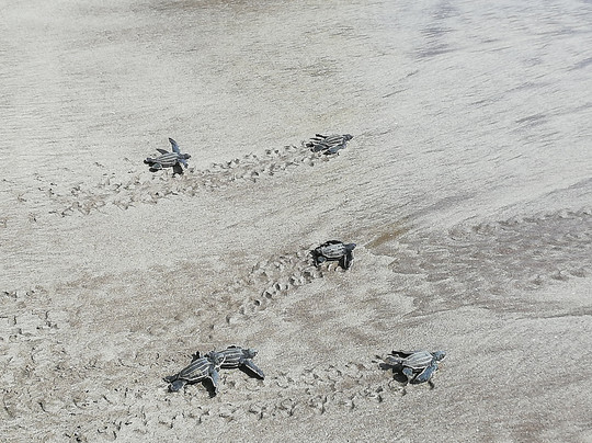 Evis Resort at Nggatirana Island主图