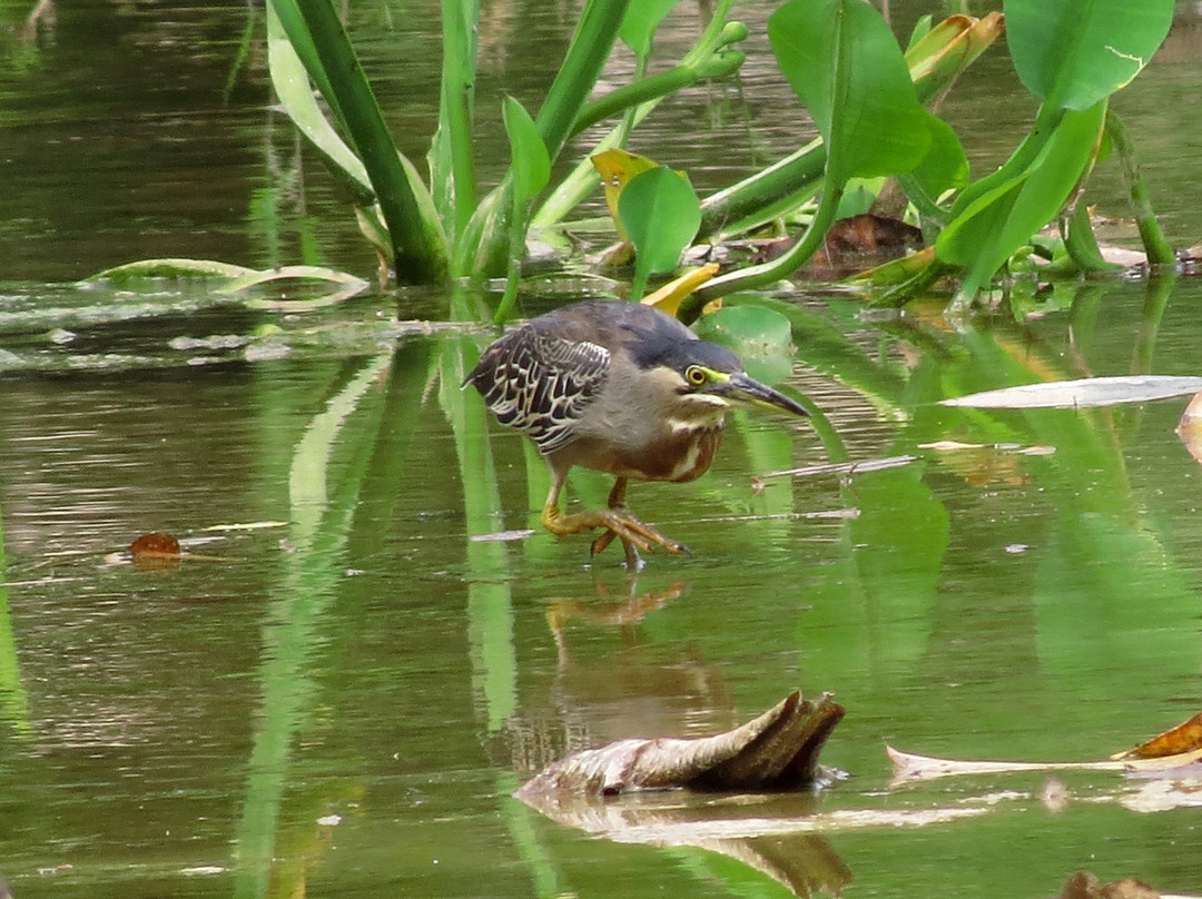 Los Colores Ecoparque主图