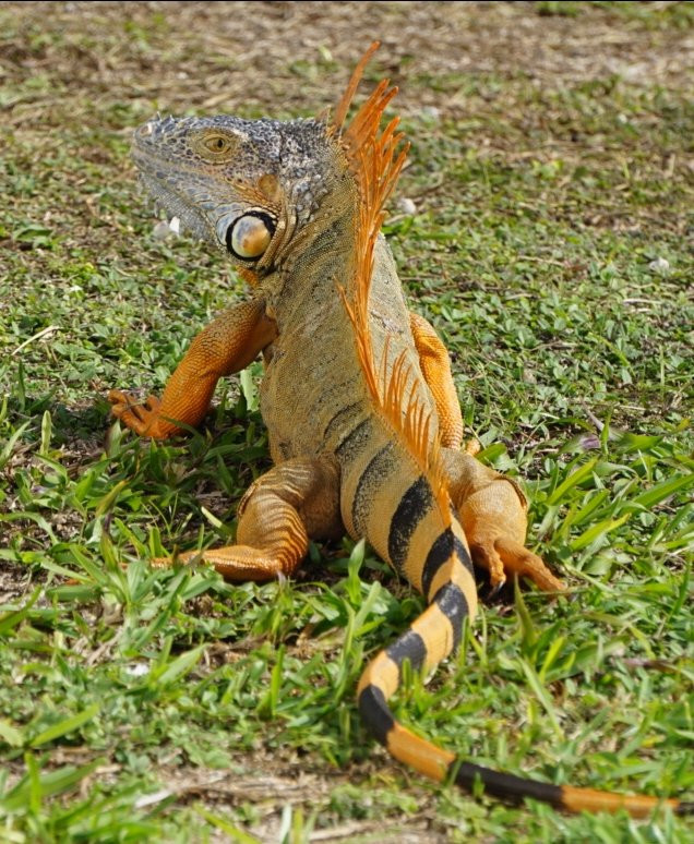 Key West Cemetery-基韦斯特必去景点