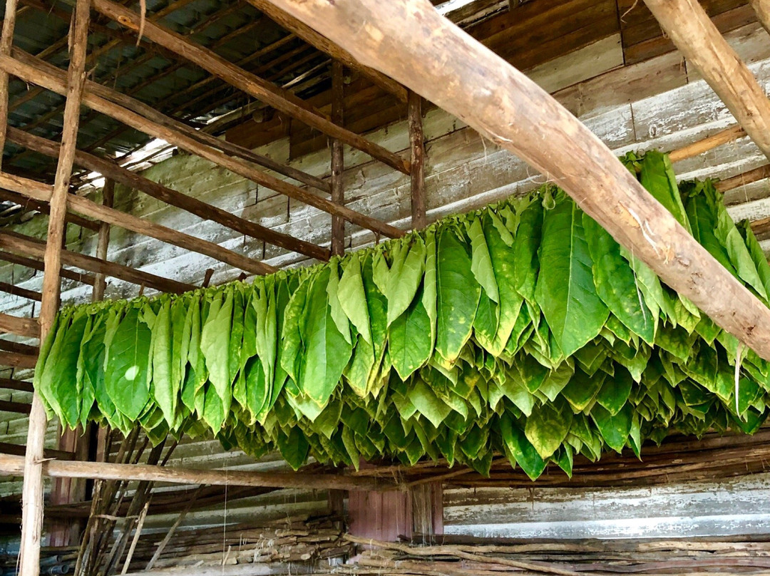Alejandro Robaina Tobacco Plantation景点图片