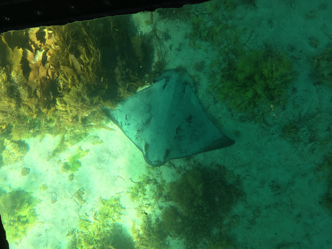 Bicheno's Glass Bottom Boat景点图片