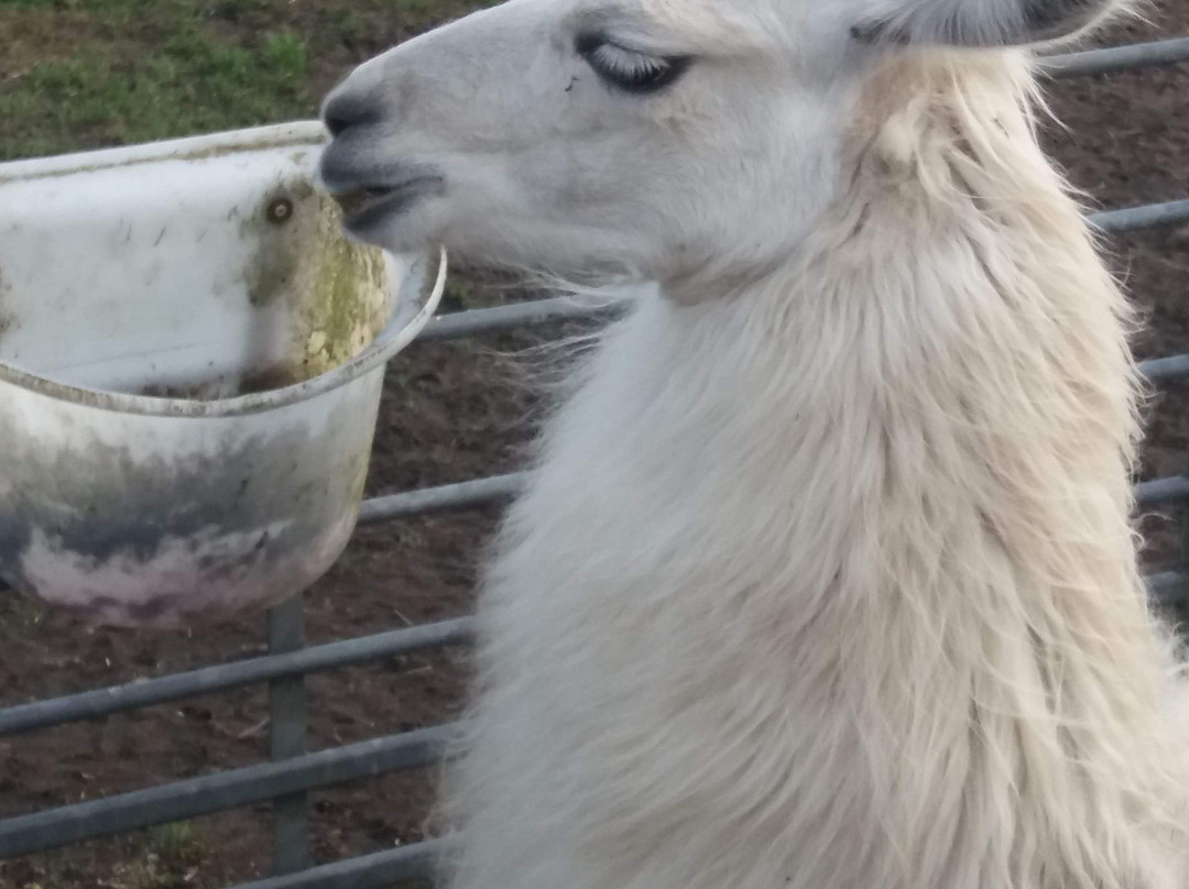 UK Llamas景点图片