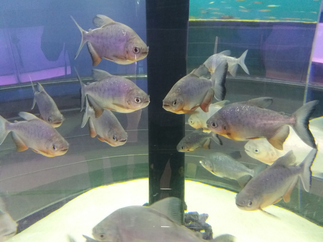 Karwar Aquarium-Karwar必去景点