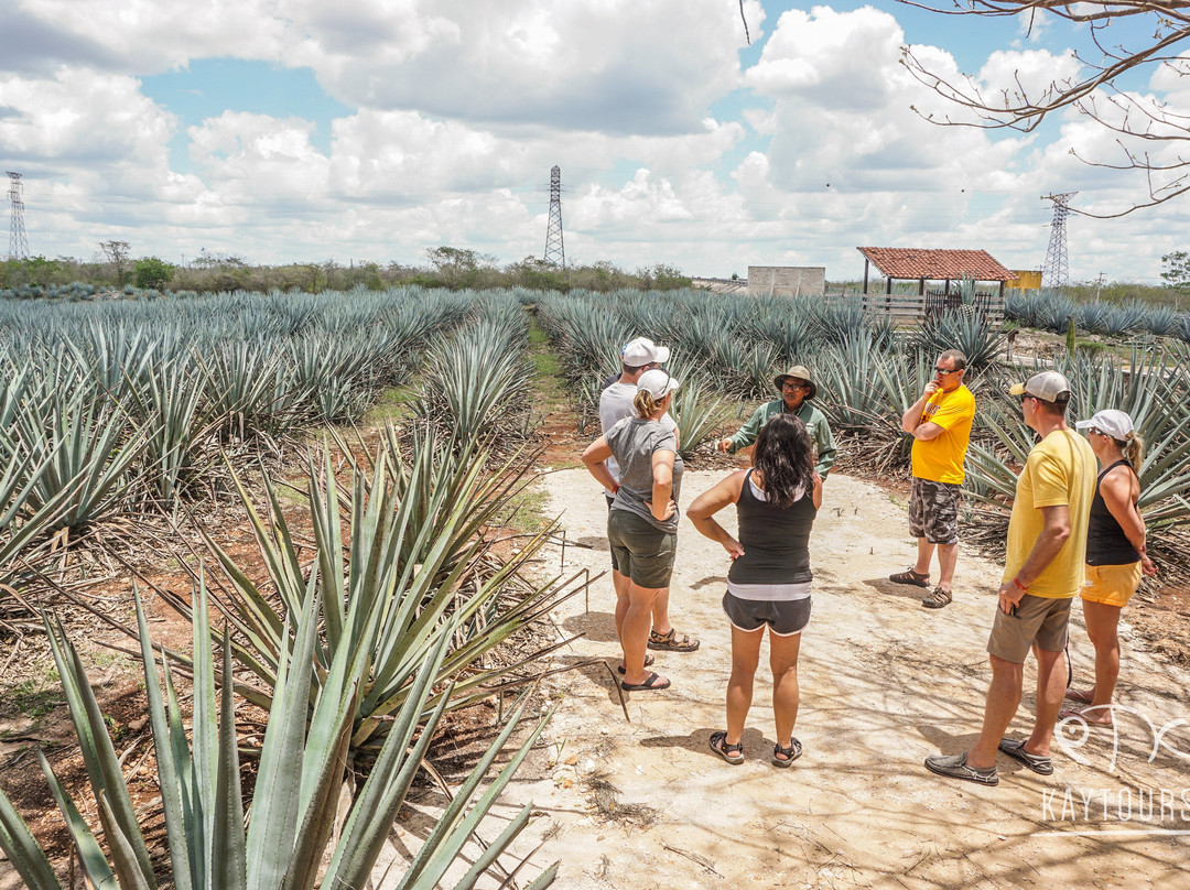 Mayapan Traditional Agave Distillery景点图片