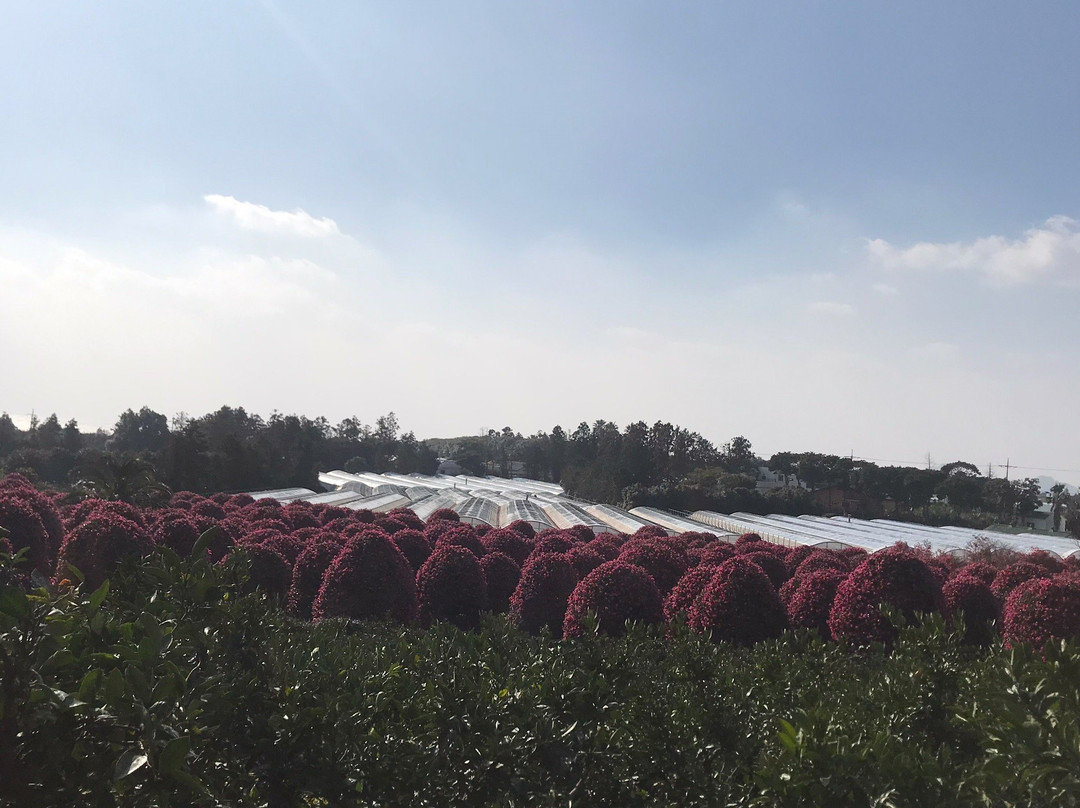 Camellia Forest in Wimi景点图片