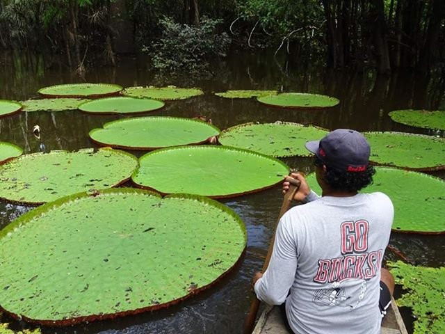 Pacaya-Samiria National Reserve景点图片