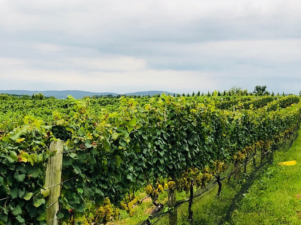 Tarara Winery景点图片