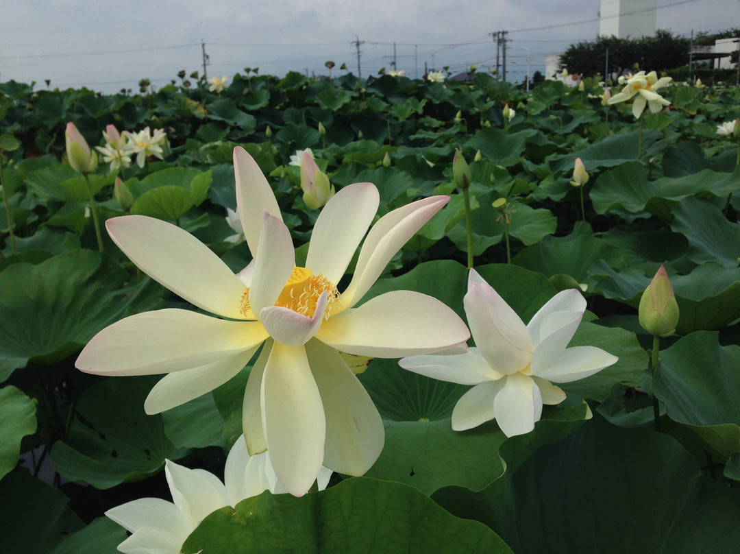 Oga Hasuen-羽岛市必去景点
