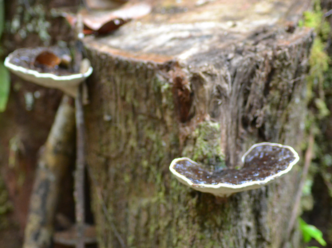 Bee Borneo Ecotourism Dayak Adventure-Pangkalan Bun必去景点