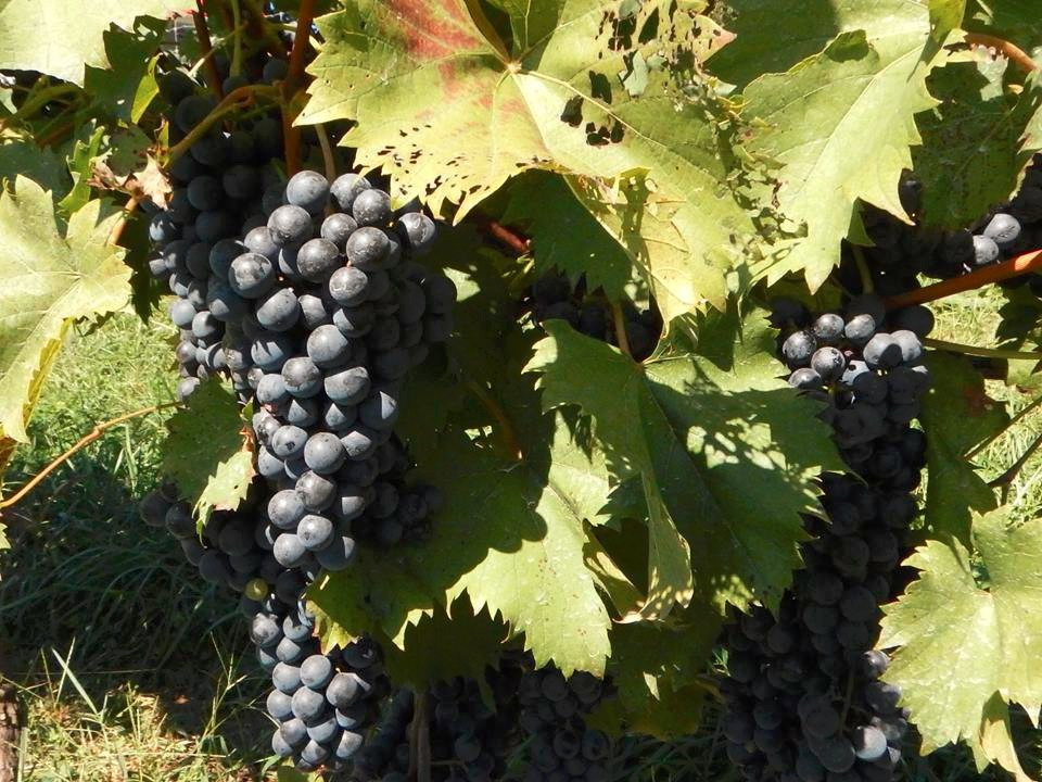 Giles Mountain Vineyard and Winery景点图片