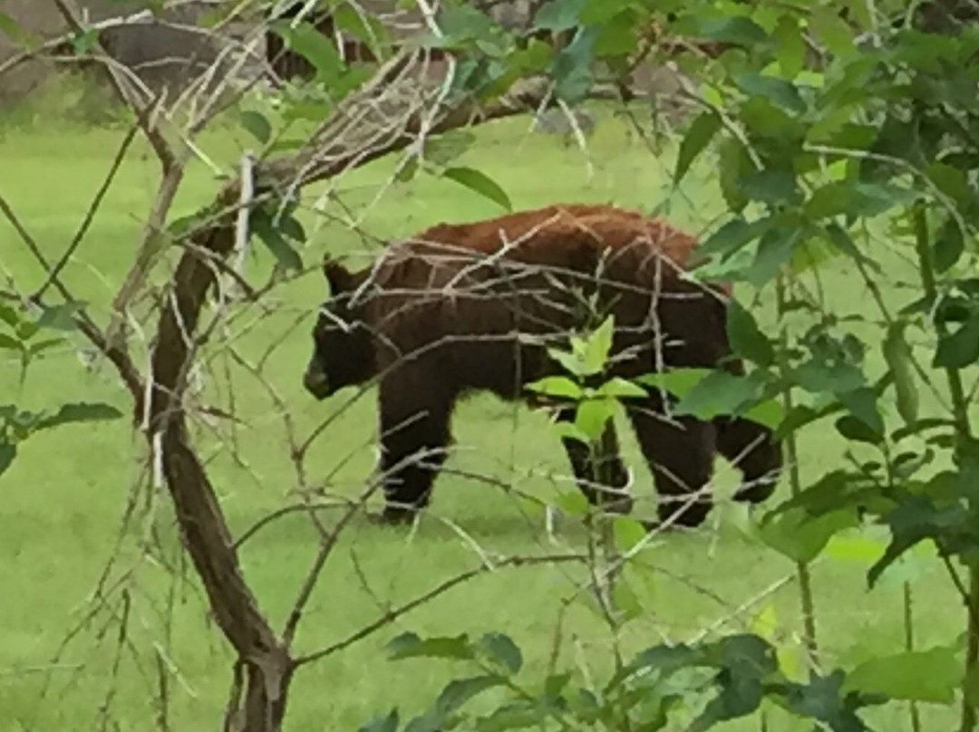 Kootenay Park Lodge主图