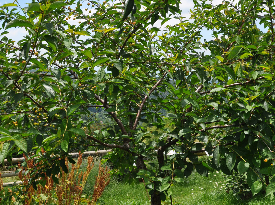 Giardino di Don Zocca-Badia Calavena必去景点