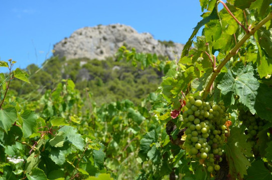 Château Pech Redon-纳博讷必去景点