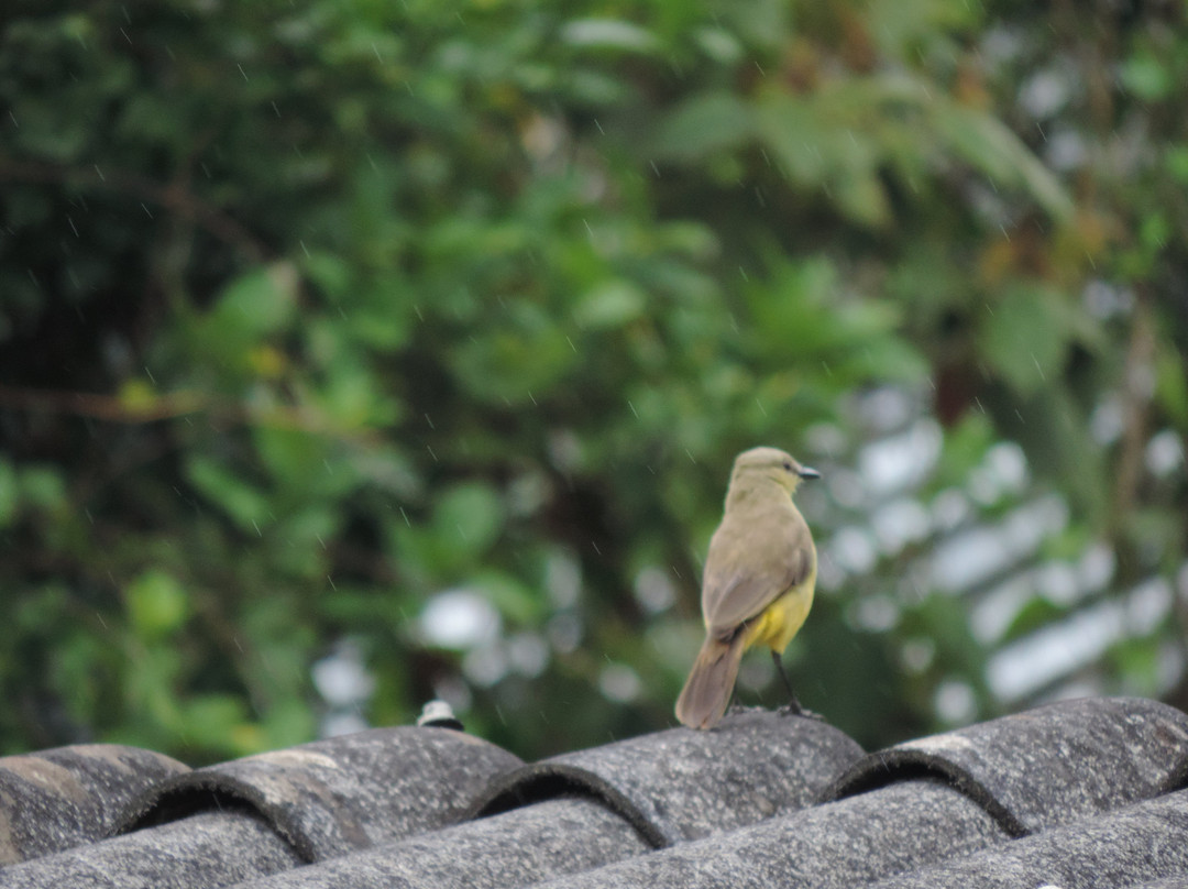 Alojamiento: La Pequeña Casa Pijao主图