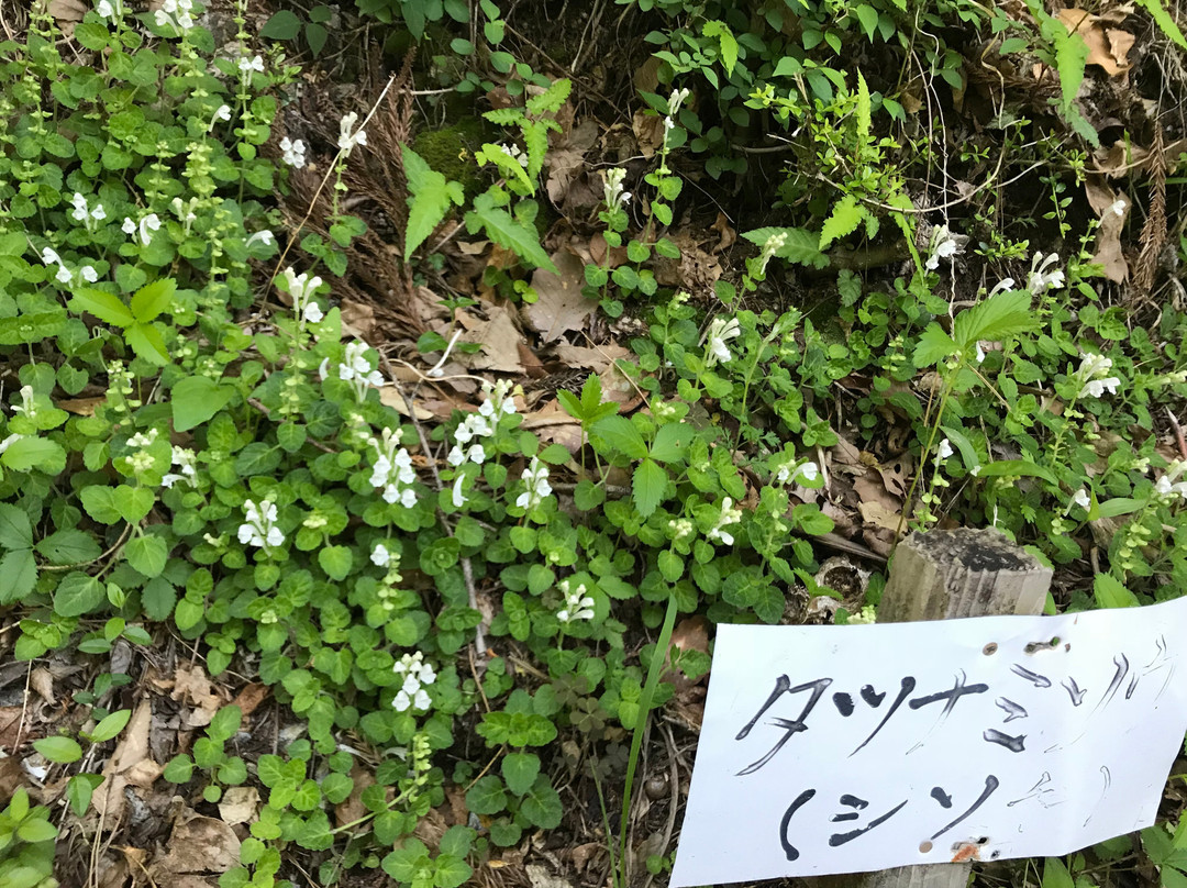 Shikokusangaku Botanical Garden Gakujin no Mori景点图片