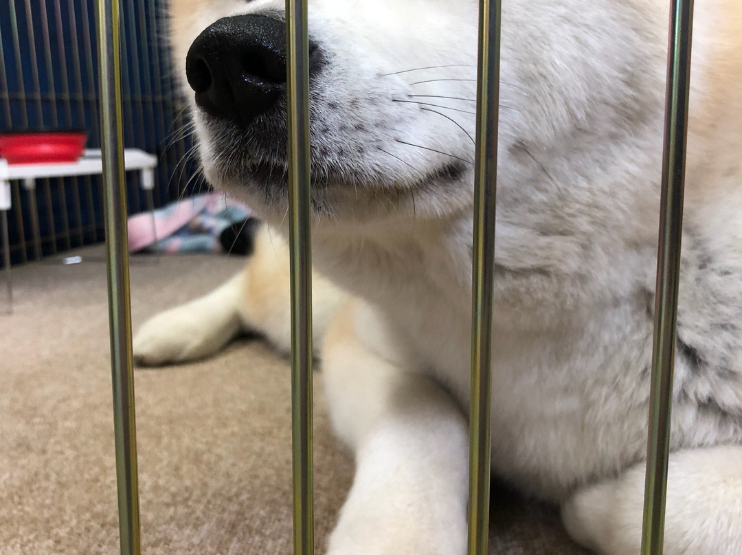 Akita Inu Fureaidokoro-大馆市必去景点